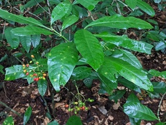 Eumachia frutescens