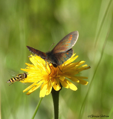 Erebia pharte
