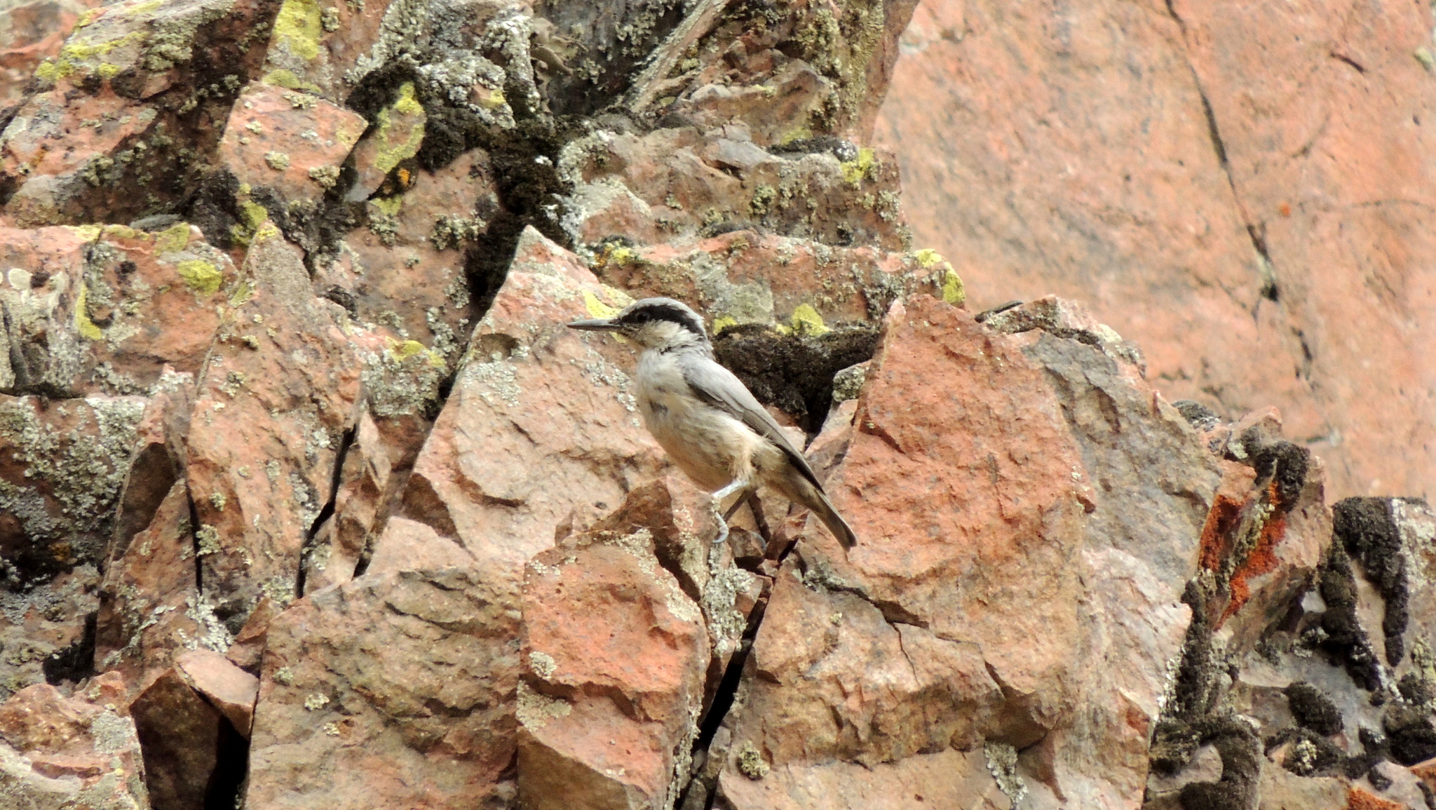 Eastern Rock Nuthatch