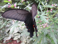 Papilio macilentus