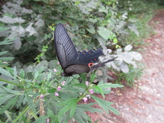 Papilio macilentus