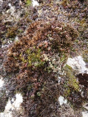 Hymenophyllum wilsonii