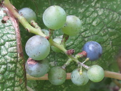 Vitis coignetiae