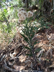 Erigeron bonariensis