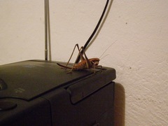 Pholidoptera dalmatica