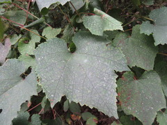Vitis coignetiae