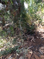 Sisymbrium orientale