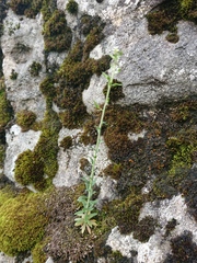 Draba incana