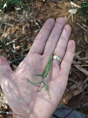 Sisymbrium orientale
