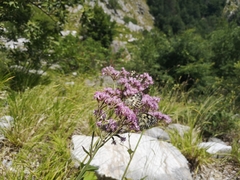 Adenostyles australis