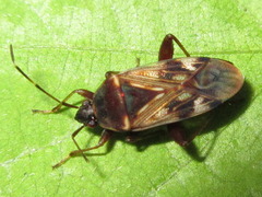 Neolethaeus dallasi