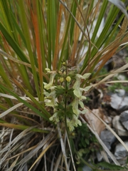 Stachys recta labiosa