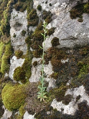 Draba incana