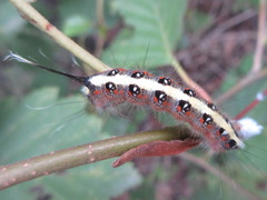 Acronicta cuspis