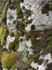 Draba incana