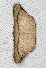 Molybdophora concinnularia