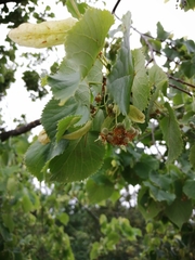 Tilia cordata