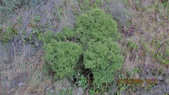 Leptecophylla juniperina