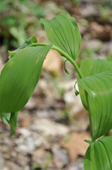 Polygonatum biflorum commutatum