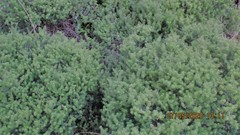 Leptecophylla juniperina