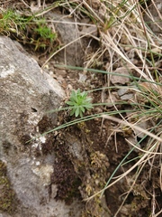 Draba incana