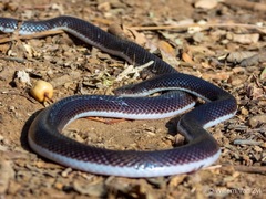 Atractaspis bibronii