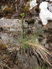 Draba incana