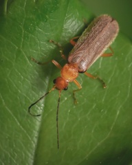 Rhagonycha nigrohumeralis