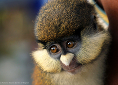 Cercopithecus ascanius