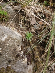 Draba incana