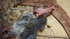 Antechinus