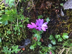 Primula integrifolia