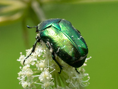 Cetonia aurata