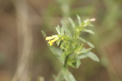 Lithospermum multiflorum