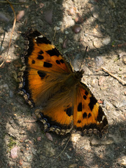Nymphalis xanthomelas