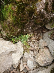 Draba incana