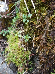 Draba incana