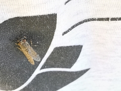 Haematopota pluvialis