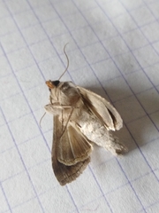 Cucullia fraudatrix