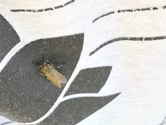 Haematopota pluvialis