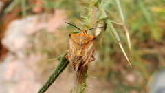 Carpocoris coreanus
