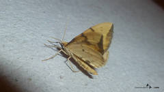 Gandaritis pyraliata