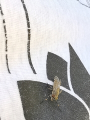 Haematopota pluvialis