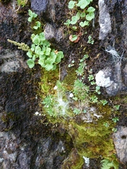 Draba incana