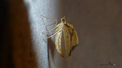 Gandaritis pyraliata