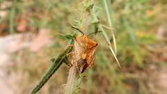 Carpocoris coreanus
