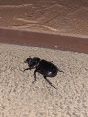 Hemiphileurus illatus