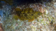 Hexagrammos agrammus