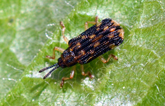 Sumitrosis inaequalis