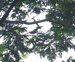 Dendrocopos analis
